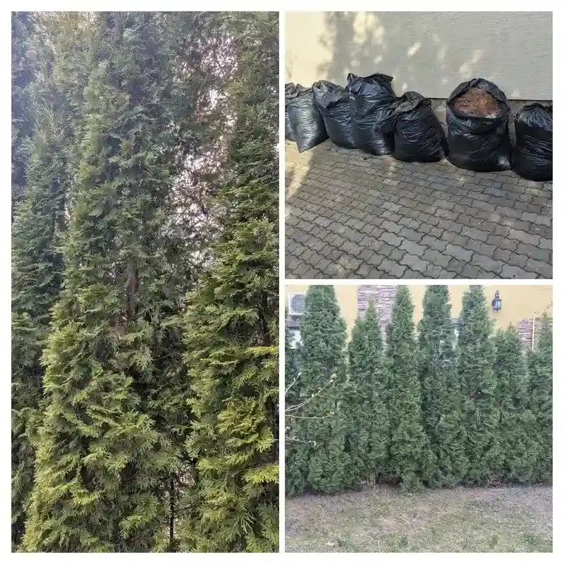 Восстановление туй в г. Старая Купавна